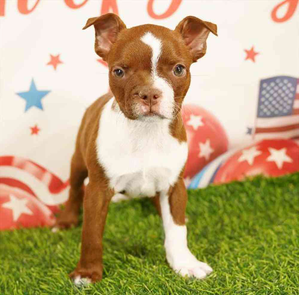 Image of a pet breed in the gallery