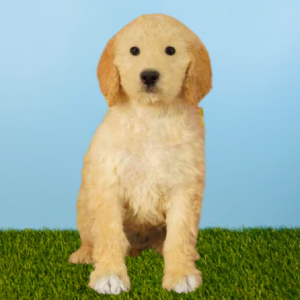 Female 2nd Gen Standard Goldendoodle Puppy for Sale in Pasadena, TX