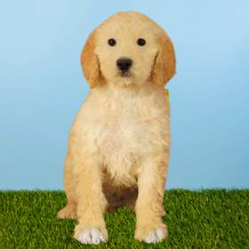 2nd Gen Standard Goldendoodle