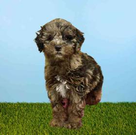 2nd Gen Mini Goldendoodle