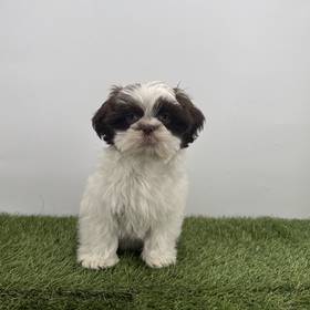 Shih Tzu