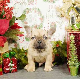French Bulldog