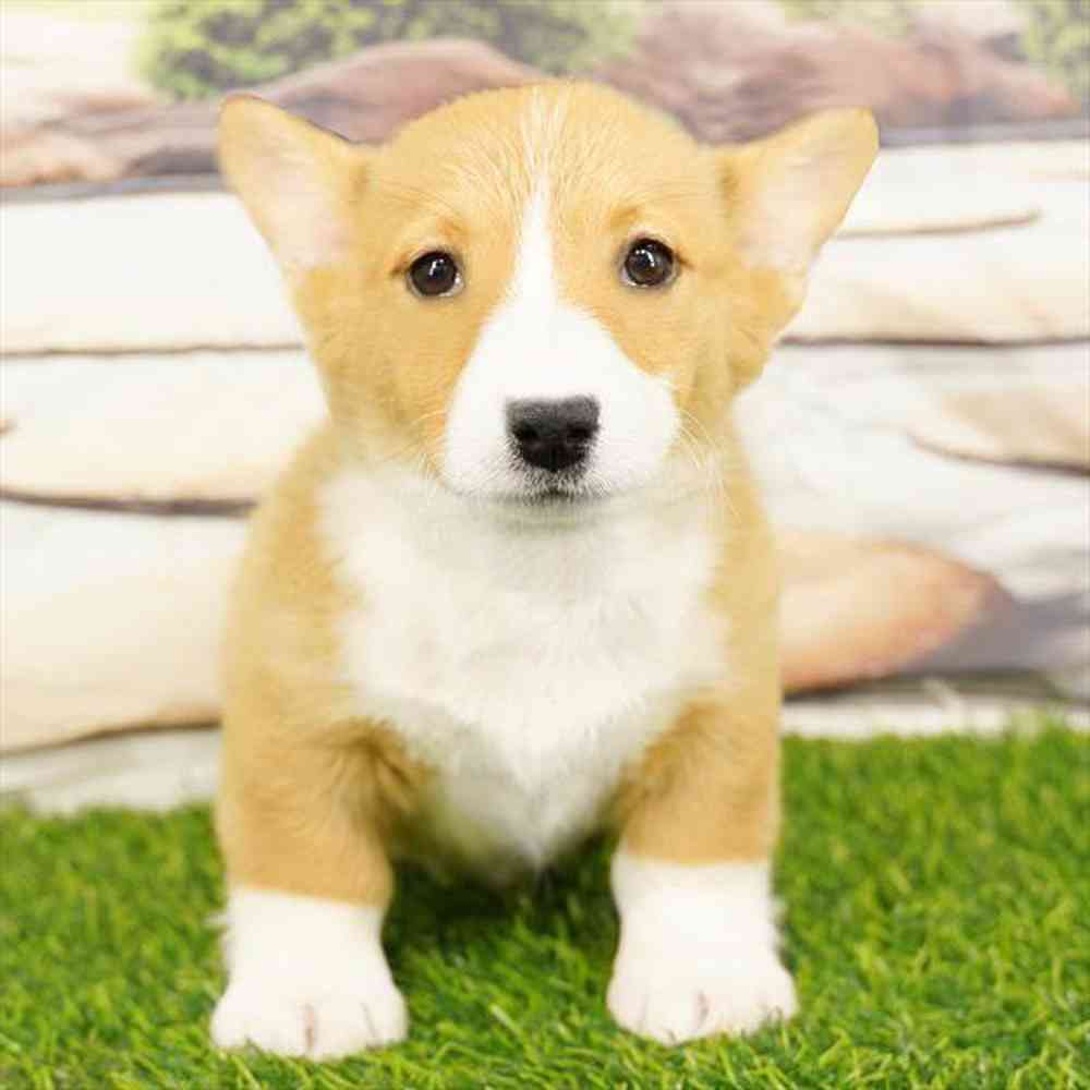 Image of a pet breed in the gallery