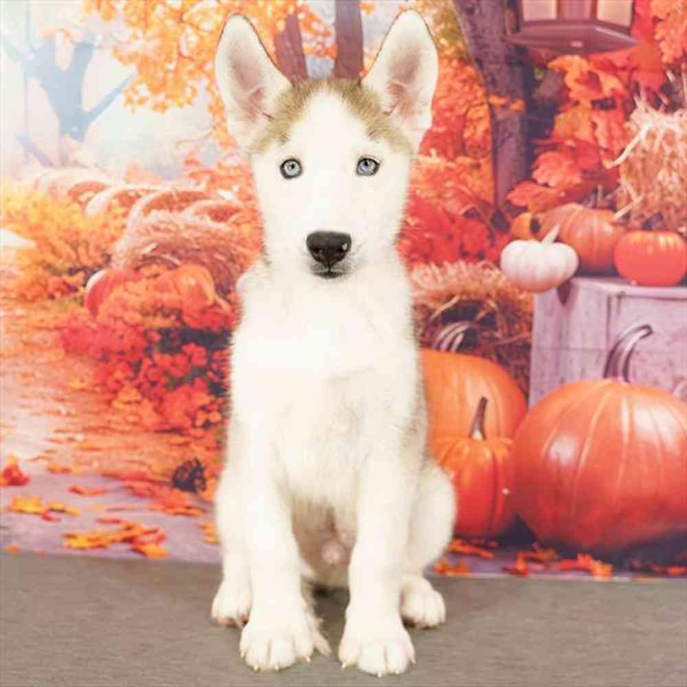 Image of a pet breed in the gallery