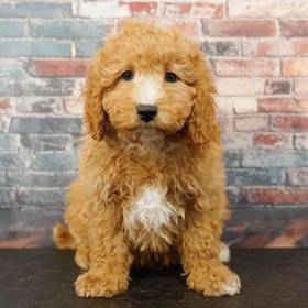 Cavapoo