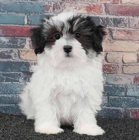 Havanese