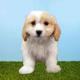 Cavachon