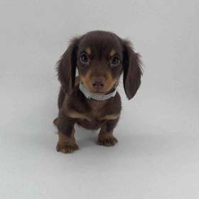 Dachshund