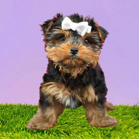 Yorkie