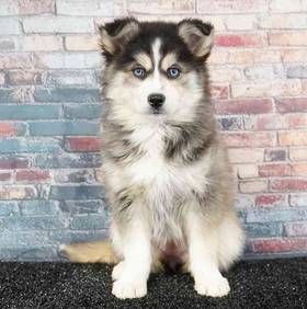 Pomsky