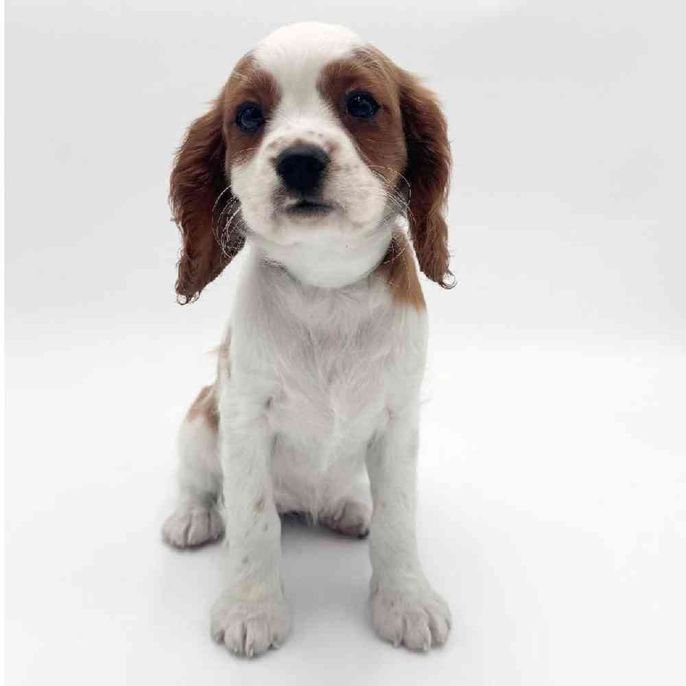 Image of a pet breed in the gallery