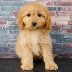Cavapoo