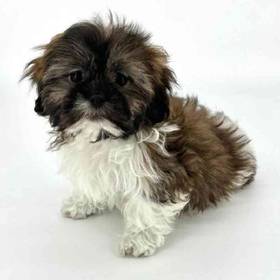 Shih Tzu