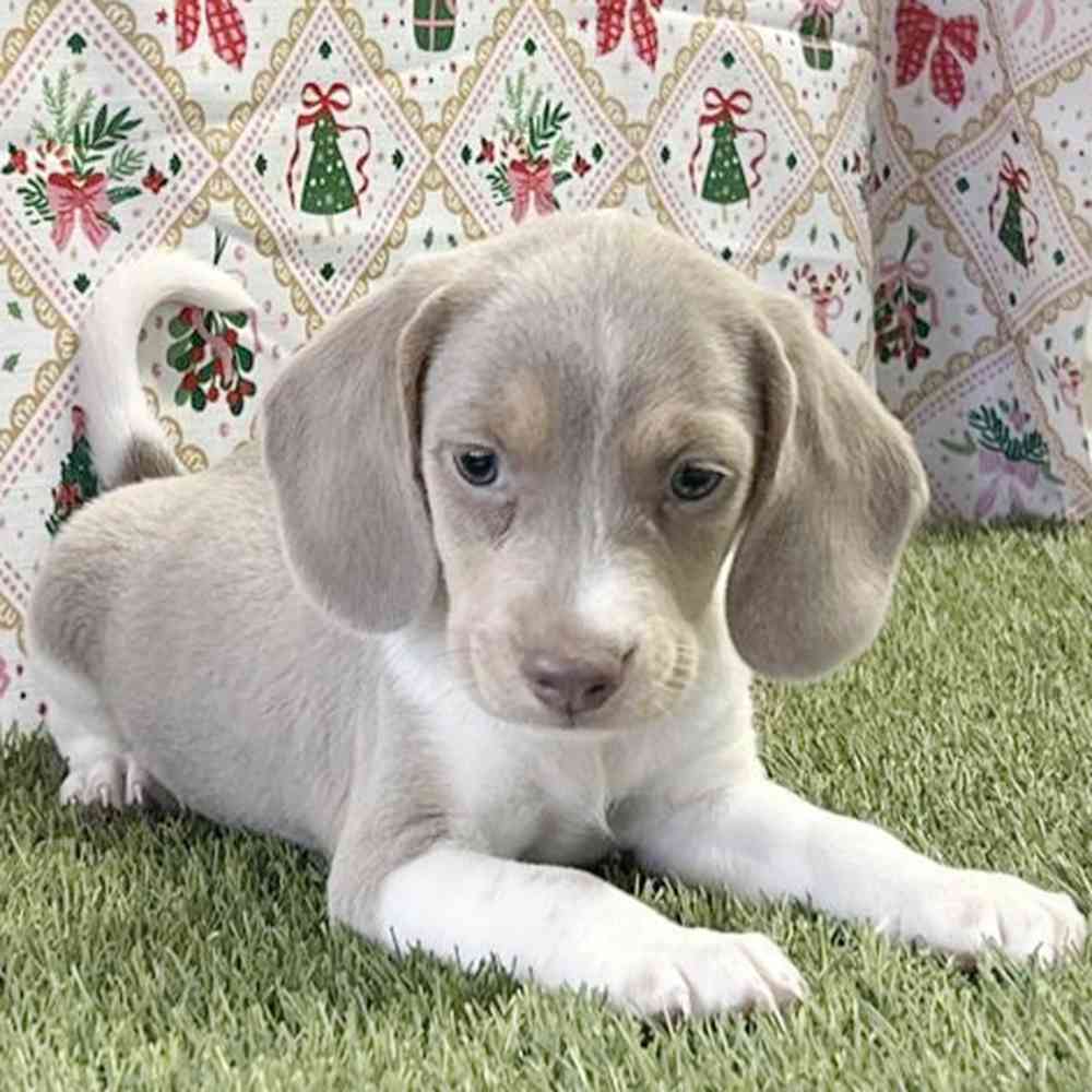 Image of a pet breed in the gallery