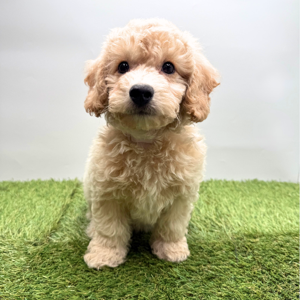 pet breed image