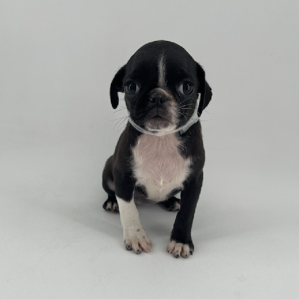 Image of a pet breed in the gallery