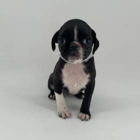 Pug
