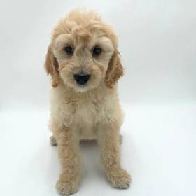 Goldendoodle