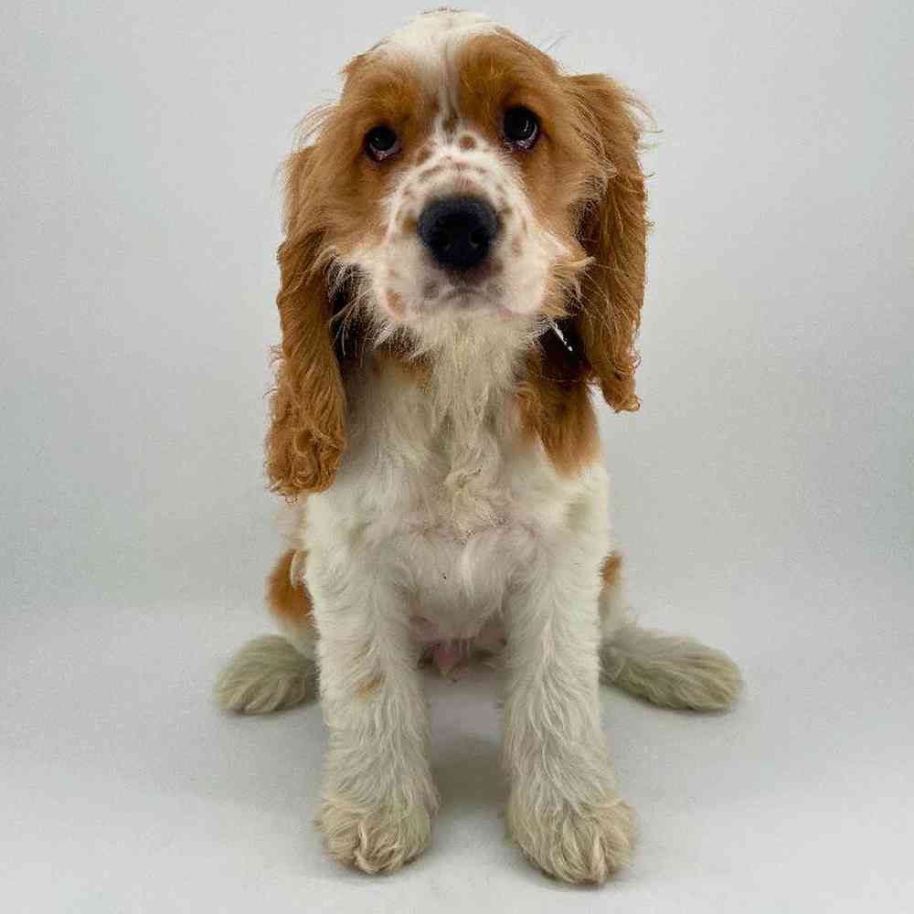 pet breed image