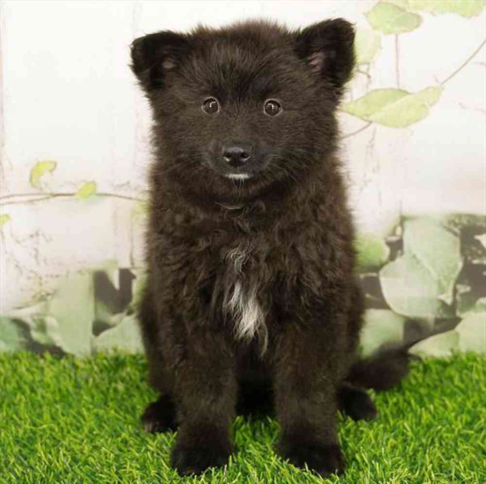 pet breed image