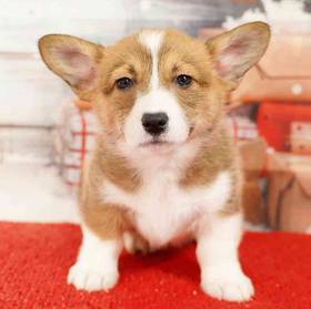 Pembroke Welsh Corgi