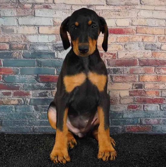 Doberman Pinscher