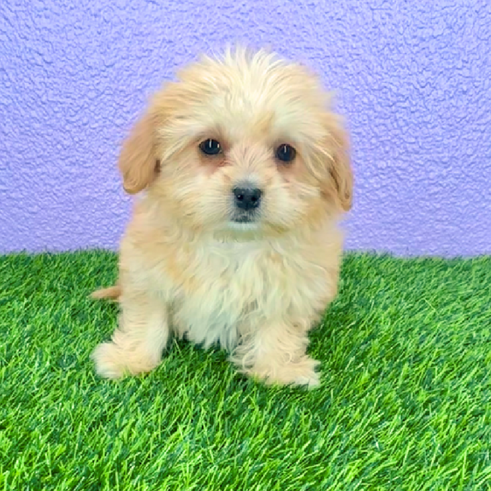 Image of a pet breed in the gallery