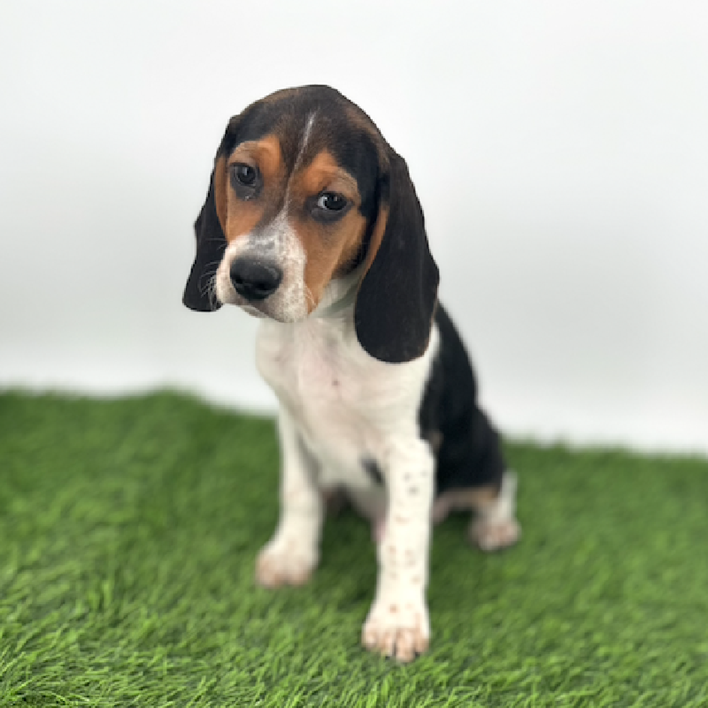 carousel pet images