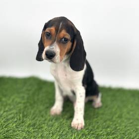 Beagle
