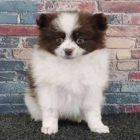 Pomeranian