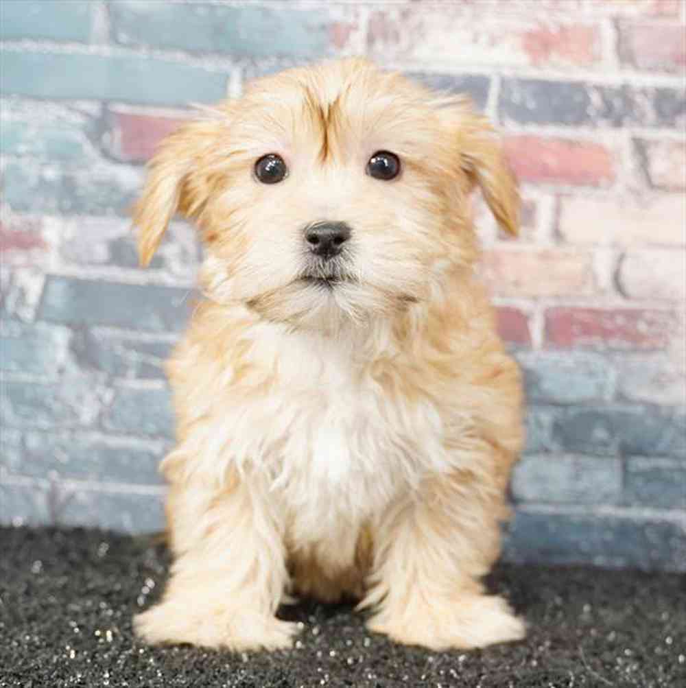 Image of a pet breed in the gallery