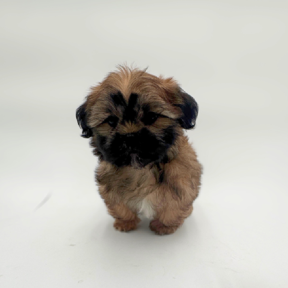 Image of a pet breed in the gallery