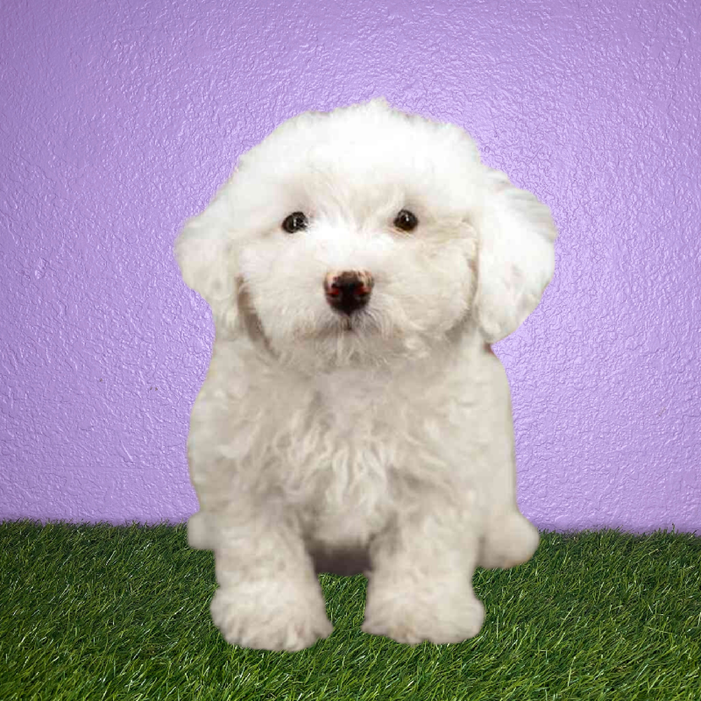 Male Bichon Puppy for Sale in New Braunfels, TX