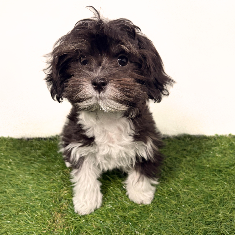 Image of a pet breed in the gallery