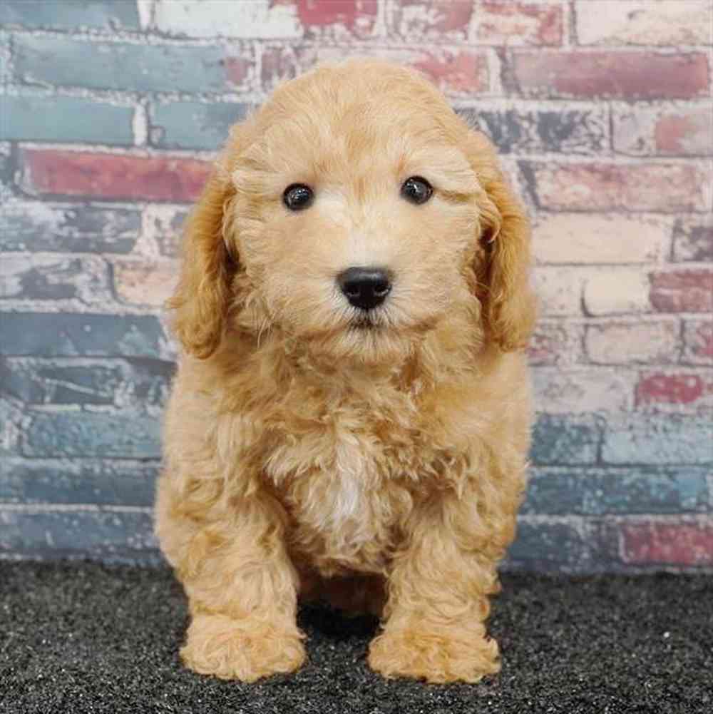Image of a pet breed in the gallery