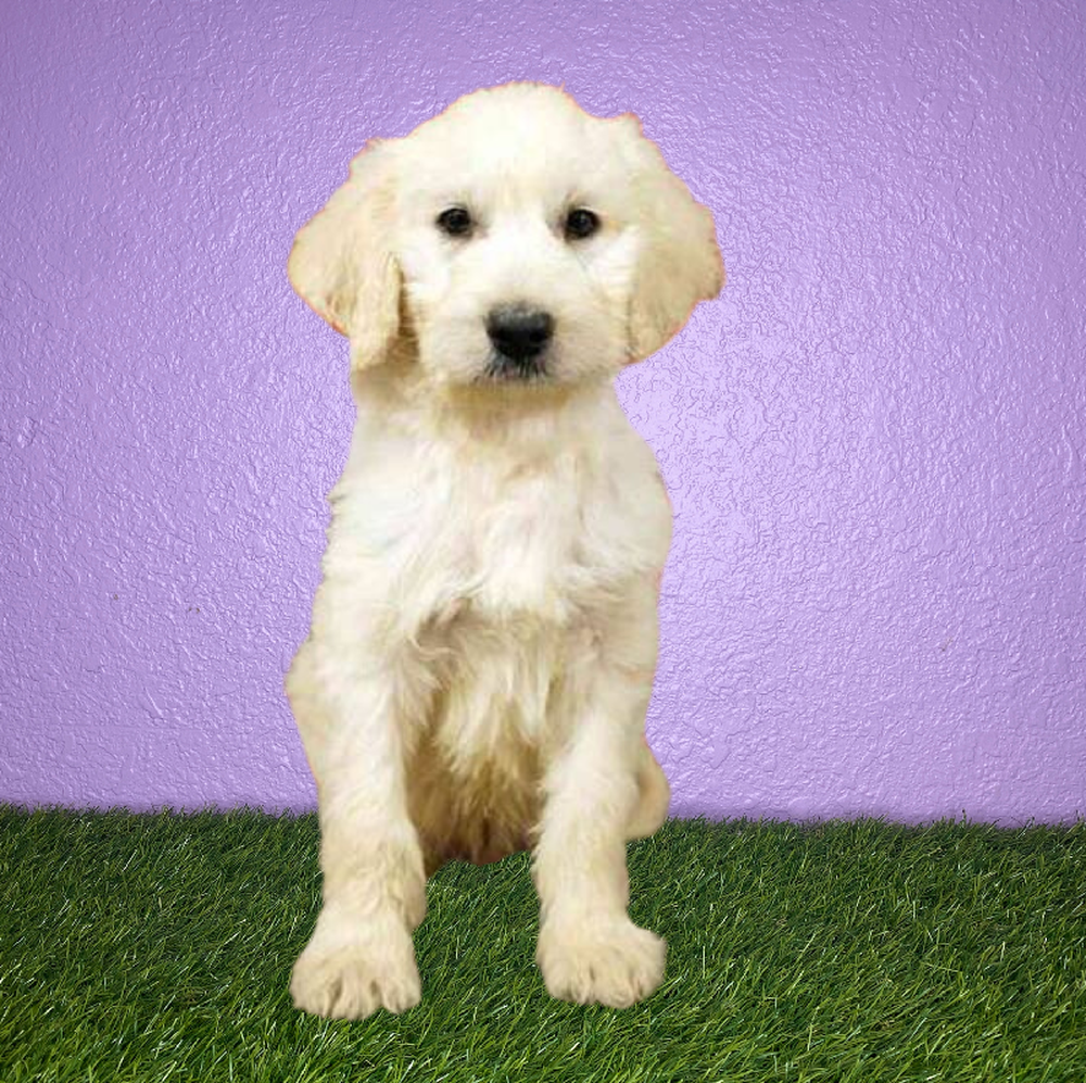 Male 2nd Gen Standard Goldendoodle Puppy for Sale in New Braunfels, TX