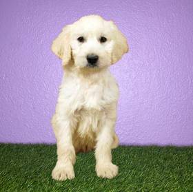 2nd Gen Standard Goldendoodle