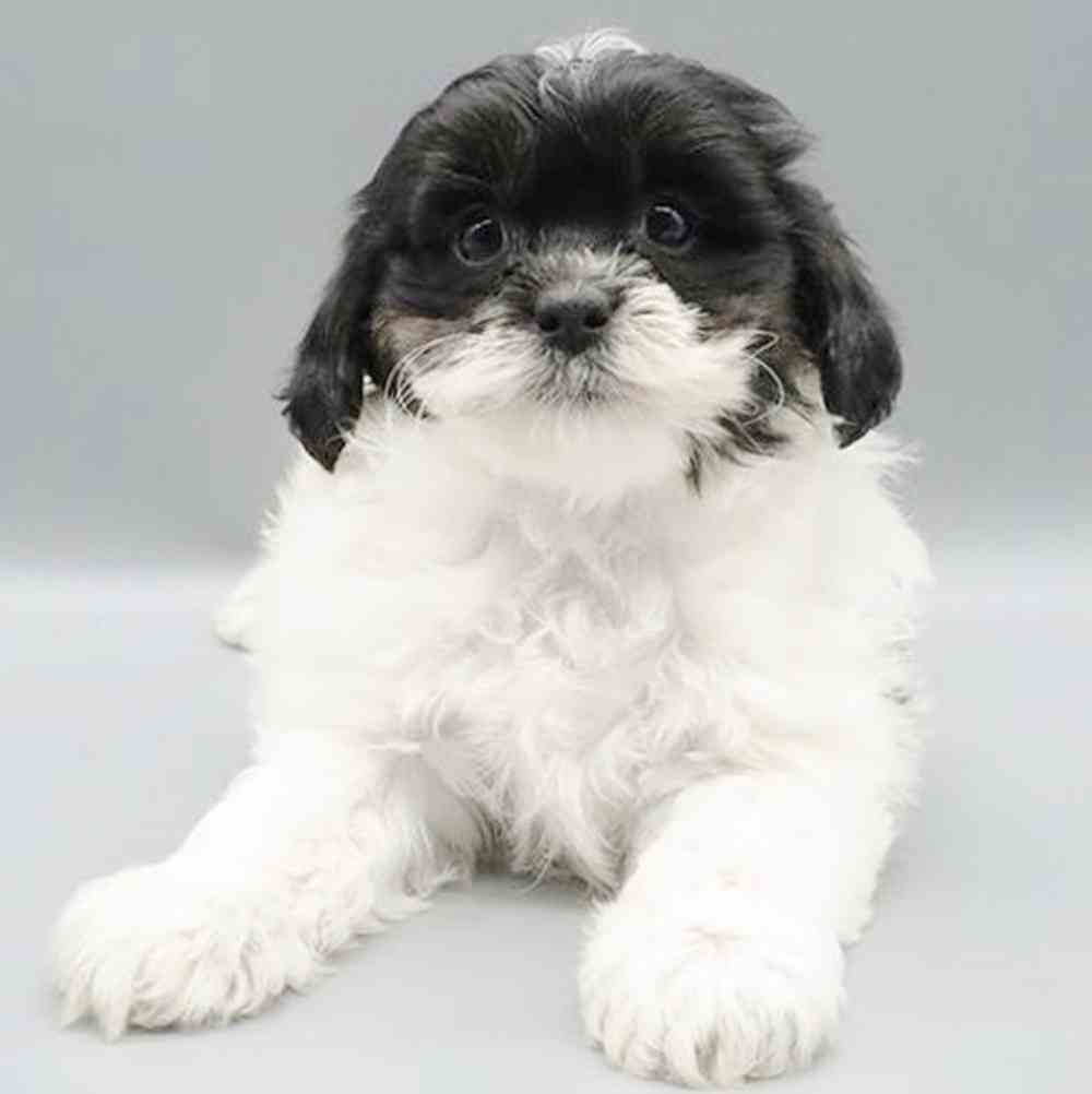 Image of a pet breed in the gallery