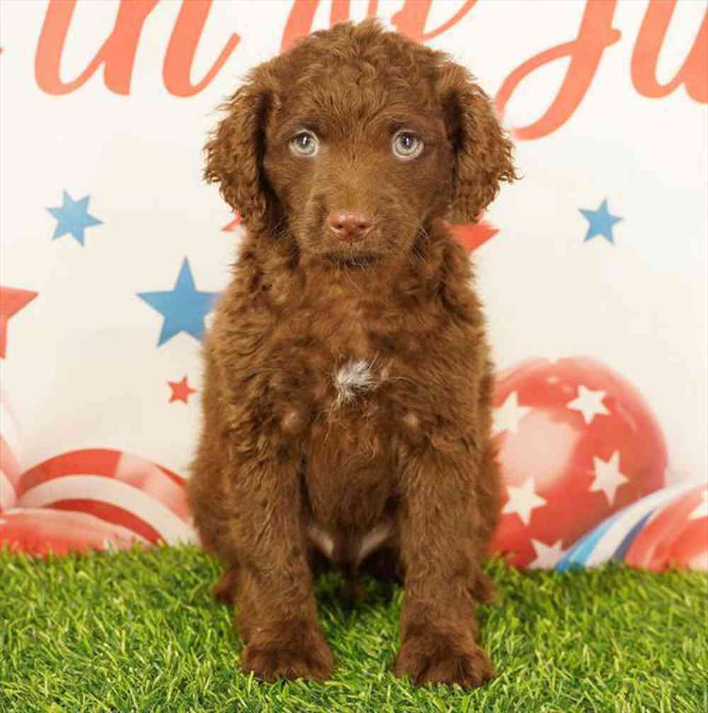 Image of a pet breed in the gallery