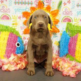 Labrador Retriever