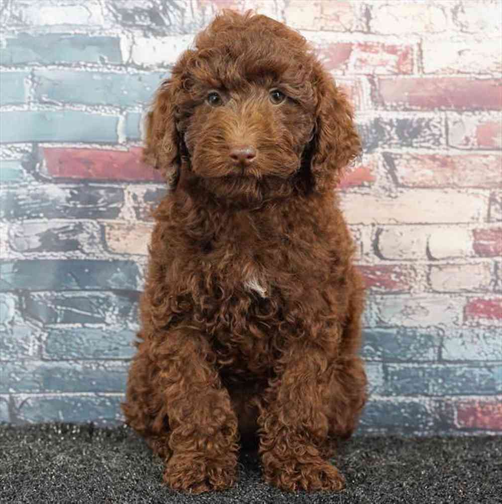 carousel pet images