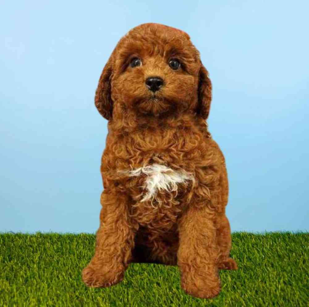 Female Poodle Puppy for Sale in Meridian, ID
