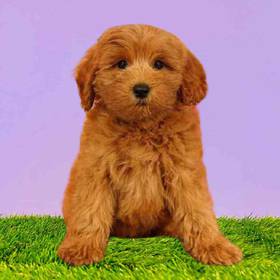 2nd Gen Mini Goldendoodle