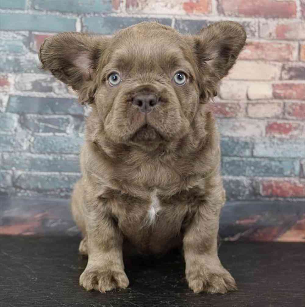 Image of a pet breed in the gallery