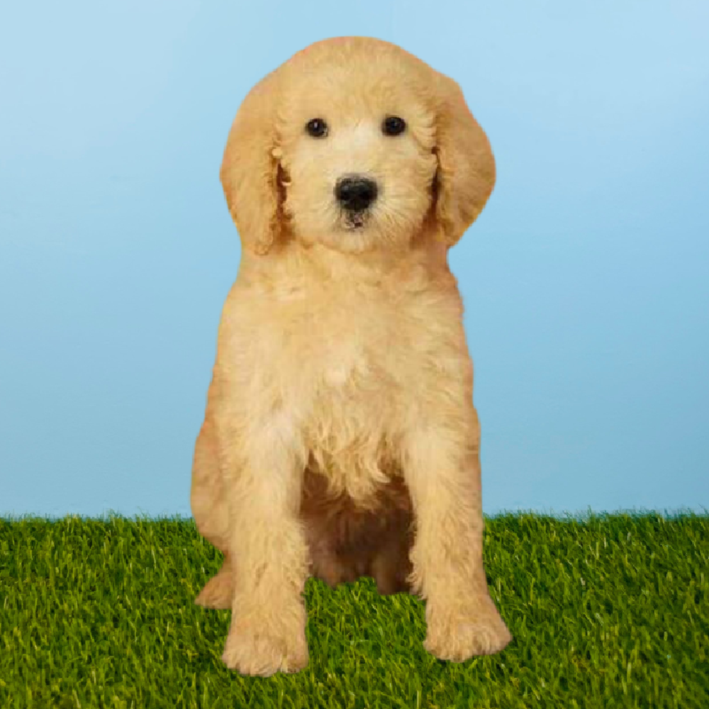 Male 2nd Gen Standard Goldendoodle Puppy for Sale in Pasadena, TX