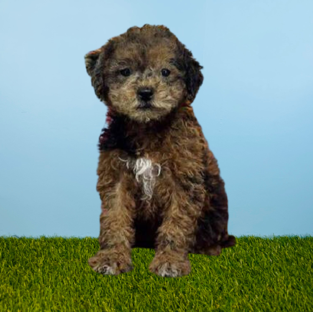 Female 2nd Gen Mini Goldendoodle Puppy for Sale in Pasadena, TX