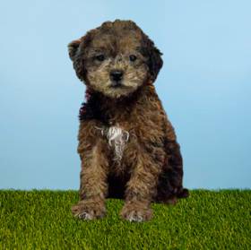 2nd Gen Mini Goldendoodle
