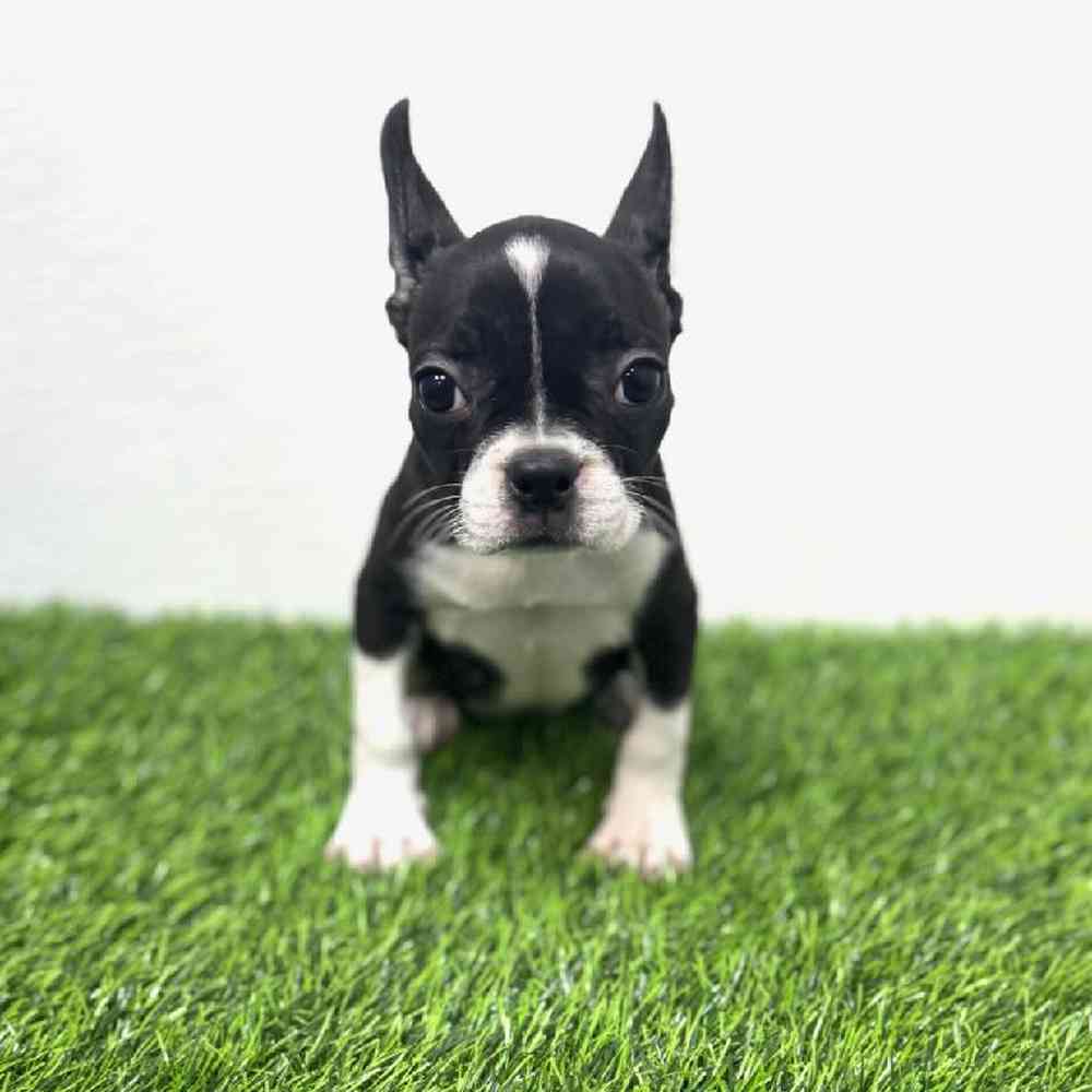Image of a pet breed in the gallery