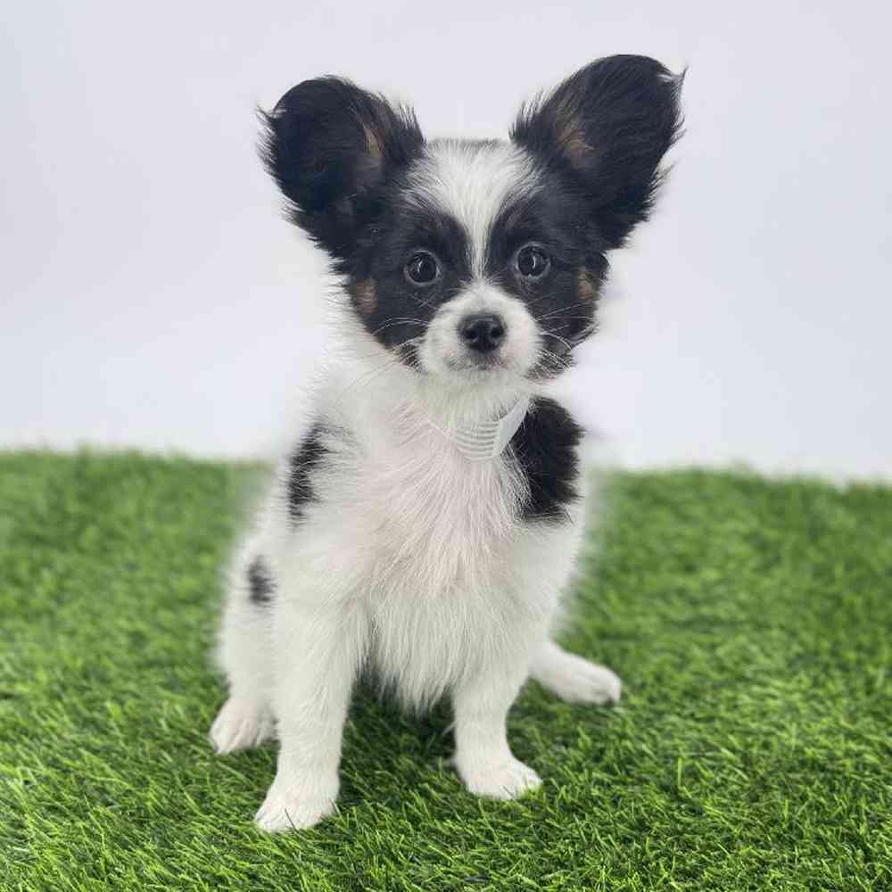 Image of a pet breed in the gallery