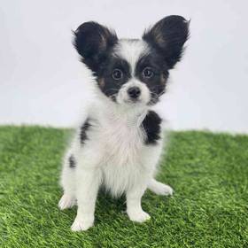 Papillon